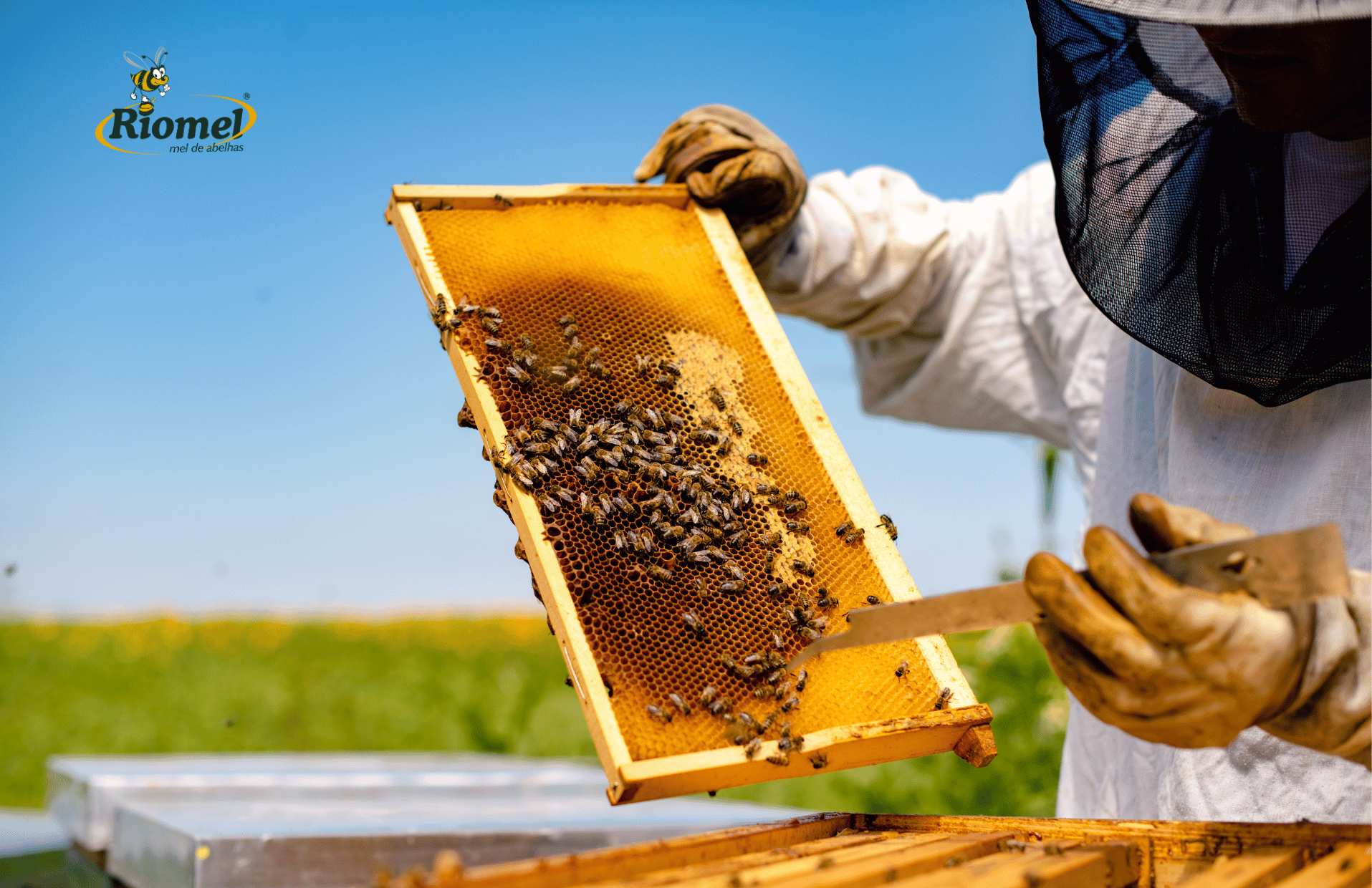 Criação de abelhas: vantagens da apicultura para pequenos produtores