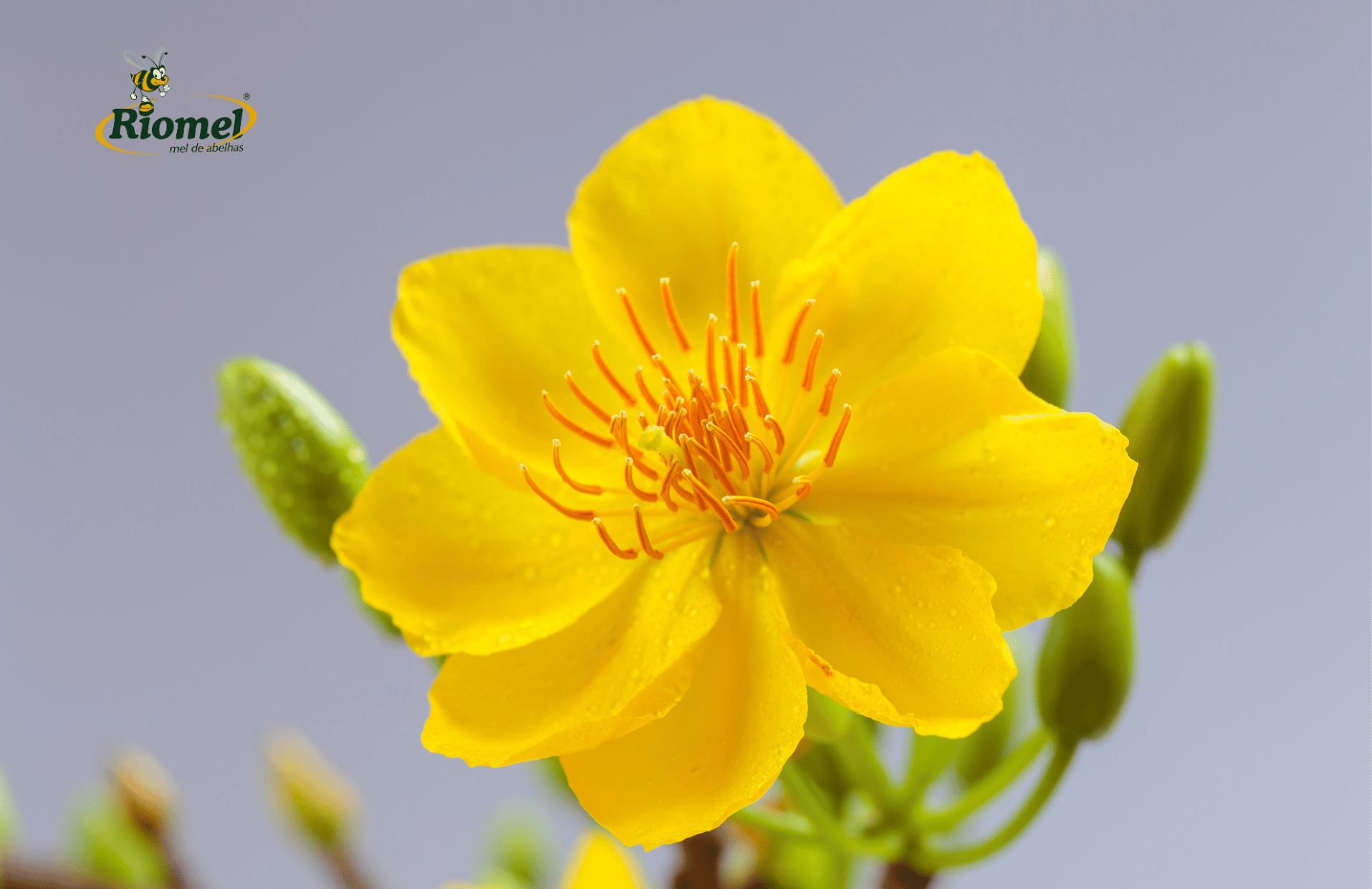 Mel de abelhas e suas floradas: tudo que você precisa saber