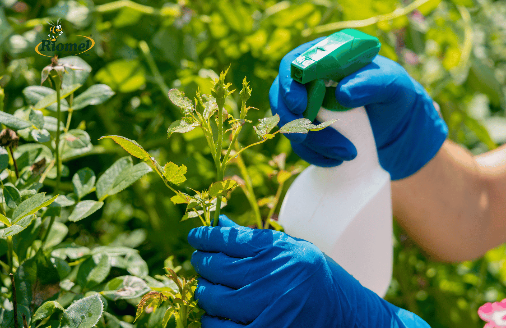 Guia de prevenção de doenças e pragas na colmeia de abelhas